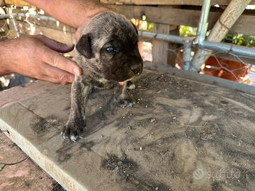 Cane corso