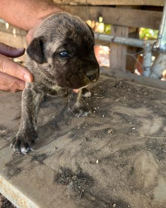Cane corso