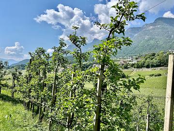 Meleto biologico a Caldaro