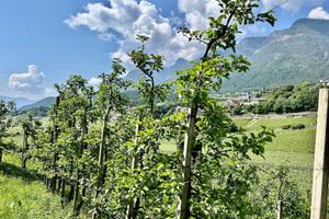 Meleto biologico a Caldaro