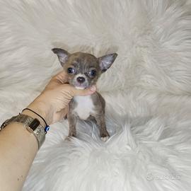 Chihuahua mini Toy silver brindle merle