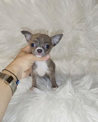 Chihuahua mini Toy silver brindle merle