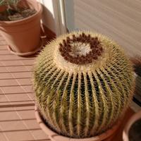 Pianta cuscino della suocera 