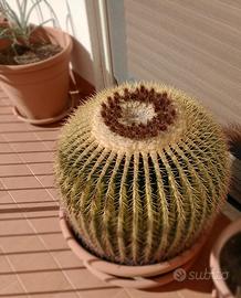 Pianta cuscino della suocera 