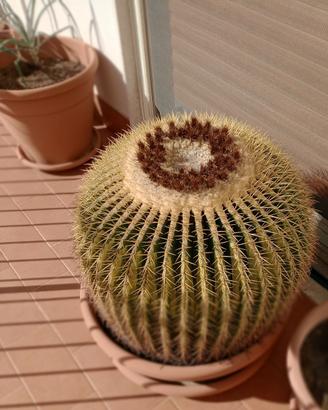 Pianta cuscino della suocera 