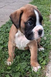 Boxer cuccioli