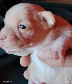 Splendido cucciolo di chihuahua