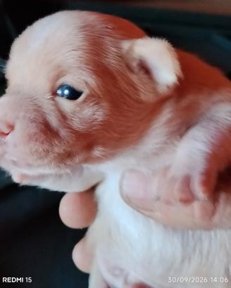 Splendido cucciolo di chihuahua