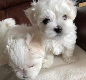 Maltesi & maltese