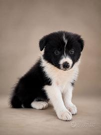 Border collie