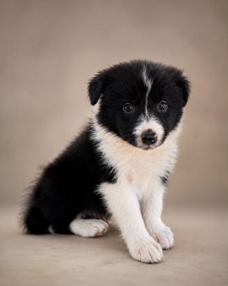 Border collie