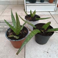 Giovani piante di Aloe vera