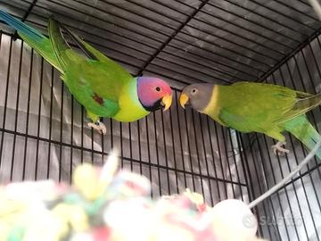 Coppia di parrocchetto testa di prugna