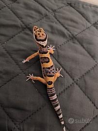 geko leopardino 
