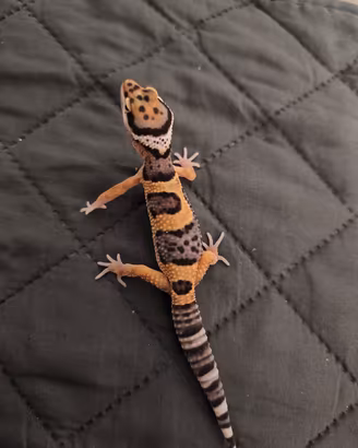 geko leopardino 