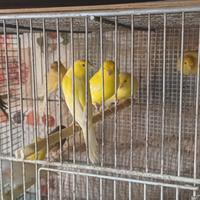 Canarini varie tipologie