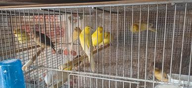 Canarini varie tipologie