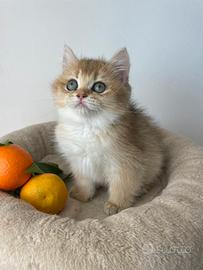 British shorthair