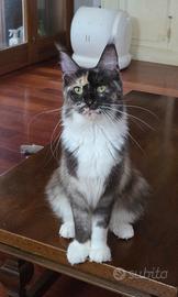 Femmina adulta maine coon