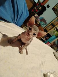 Gattini sphynx