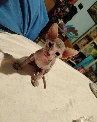 Gattini sphynx