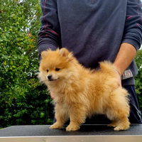 Cuccioli Volpino Rosso
