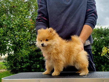 Cuccioli Volpino Rosso