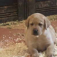 Labrador pronti