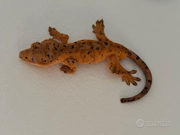 Ciliatus dalmatian