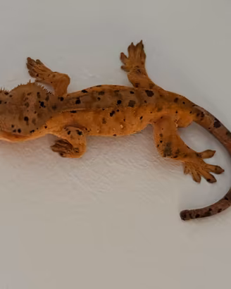 Ciliatus dalmatian