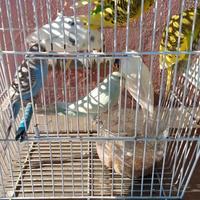 Cocorite dí moltissimi colori