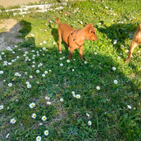 Piccola pincerina di 2 mesi e mezzo