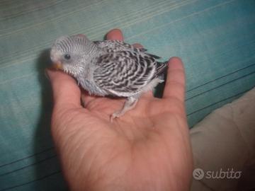 Cocorita all a mano e socializzata