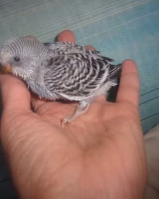 Cocorita all a mano e socializzata