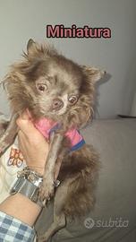 Chihuahu pelo lungo