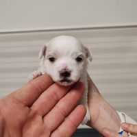 Cucciolo di maltese