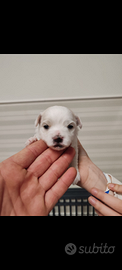 Cucciolo di maltese