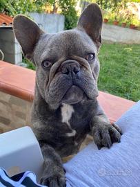 Bulldog Francese disponibile per monte