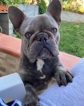 Bulldog Francese disponibile per monte