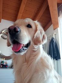 Golden retriever per monta