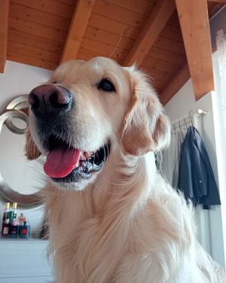 Golden retriever per monta