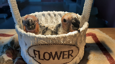 Splendidi Pulli di Conuro del Sole Allevati a Mano