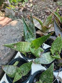 Piantine di aloe saponaria (leggere descrizione)