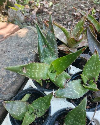 Piantine di aloe saponaria (leggere descrizione)