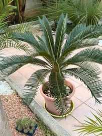 Palma cycas