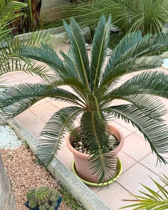 Palma cycas