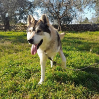 Stupendo cane lupo taglia grande