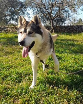 Stupendo cane lupo taglia grande