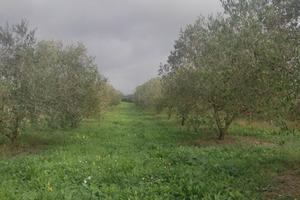 Pianeggiante uliveto e frutteto con casette