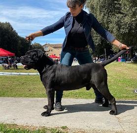 Cucciola di cane Corso